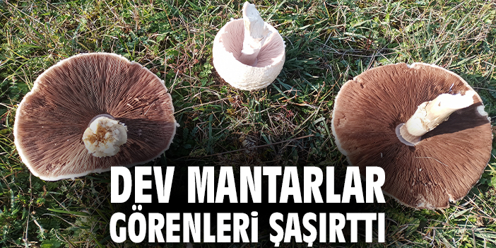 Dev mantarlar görenleri şaşırttı