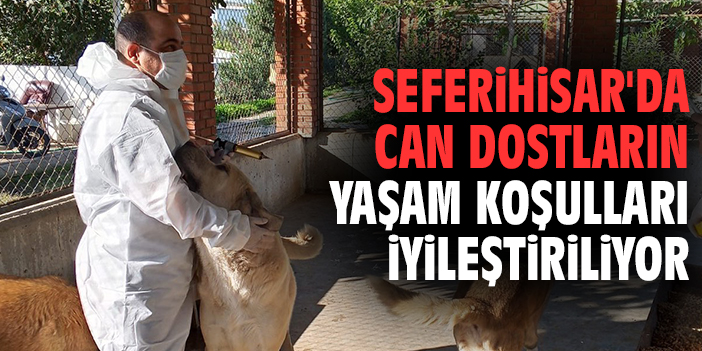 Seferihisar'da can dostların yaşam koşulları iyileştiriliyor