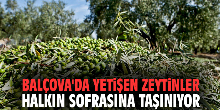 Balçova'da yetişen zeytinler halkın sofrasına taşınıyor