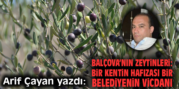 Balçova’nın zeytinleri: Bir kentin hafızası bir belediyenin vicdanı