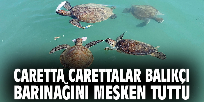 Caretta carettalar balıkçı barınağını mesken tuttu