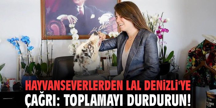 Hayvanseverlerden Lal Denizli'ye çağrı: Toplamayı durdurun!