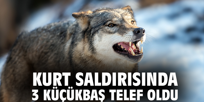 Kilis'te kurt saldırısında 3 küçükbaş telef oldu