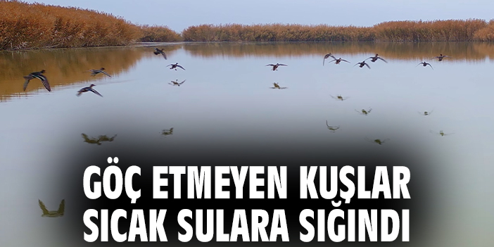 Göç etmeyen kuşlar sıcak sulara sığındı