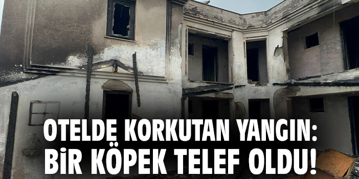 Otelde korkutan yangın: Bir köpek telef oldu!