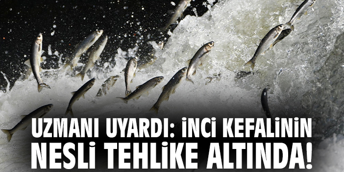 Uzmanı uyardı: İnci kefalinin nesli tehdit altında!