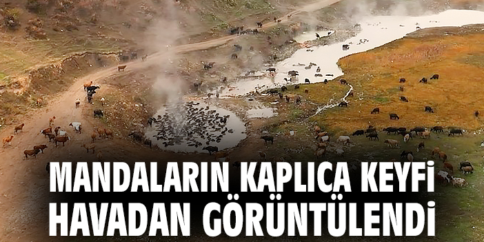 Mandaların kaplıca keyfi havadan görüntülendi