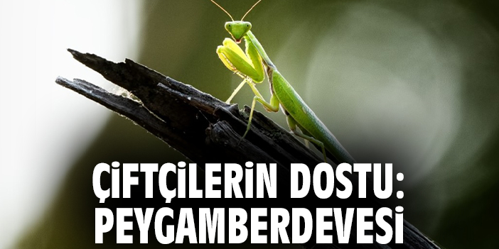 Çiftçilerin dostu: Peygamberdevesi