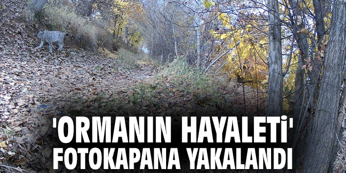 'Ormanın Hayaleti' fotokapana yakalandı