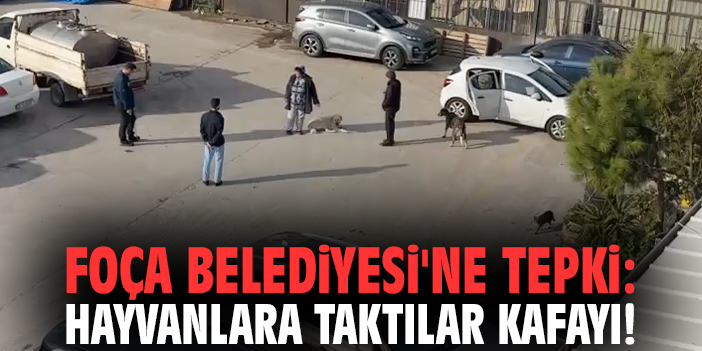 Foça Belediyesi'ne tepki: Hayvanlara taktılar kafayı!