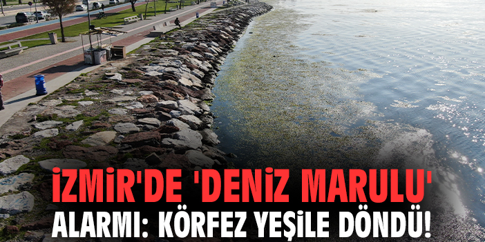 İzmir'de 'deniz marulu' alarmı: Körfez yeşile döndü!