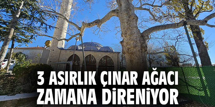 3 asırlık çınar ağacı zamana direniyor