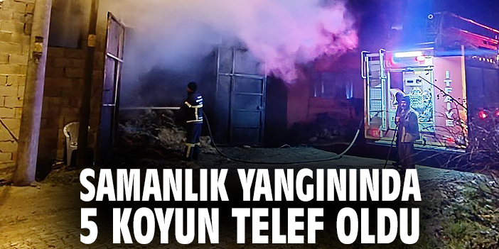 Samanlık yangınında 5 koyun telef oldu