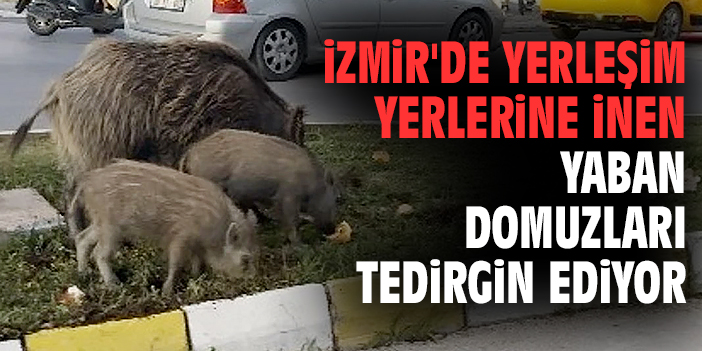 İzmir'de yerleşim yerlerine inen yaban domuzları tedirgin ediyor