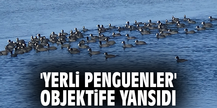 'Yerli penguenler' objektife yansıdı