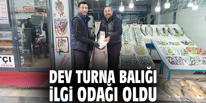 Dev turna balığı ilgi odağı oldu