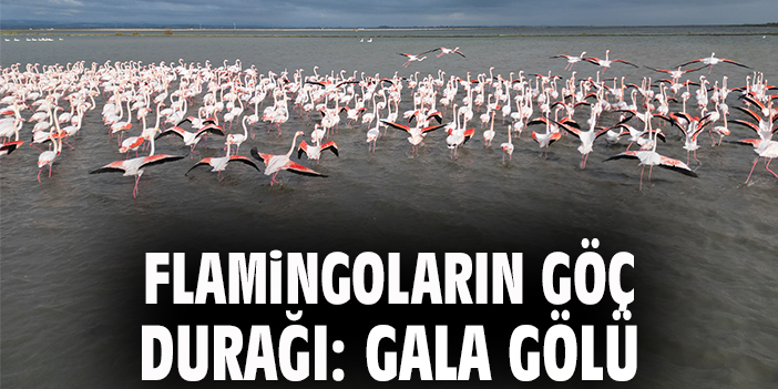 Flamingoların göç durağı: Gala Gölü