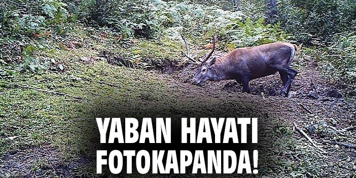 Yaban hayatı fotokapanda!