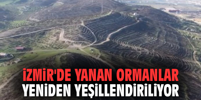 İzmir'de yanan ormanlar yeniden yeşillendiriliyor