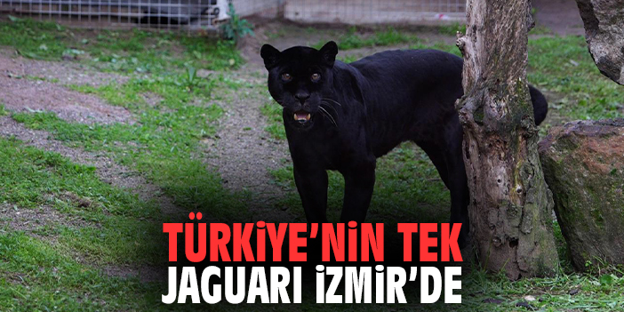 Türkiye’nin Tek Jaguarı İzmir’de