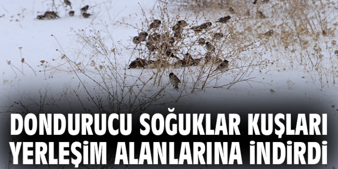 Dondurucu soğuklar kuşları yerleşim alanlarına indirdi
