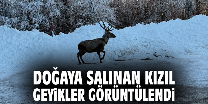 Doğaya salınan kızıl geyikler görüntülendi