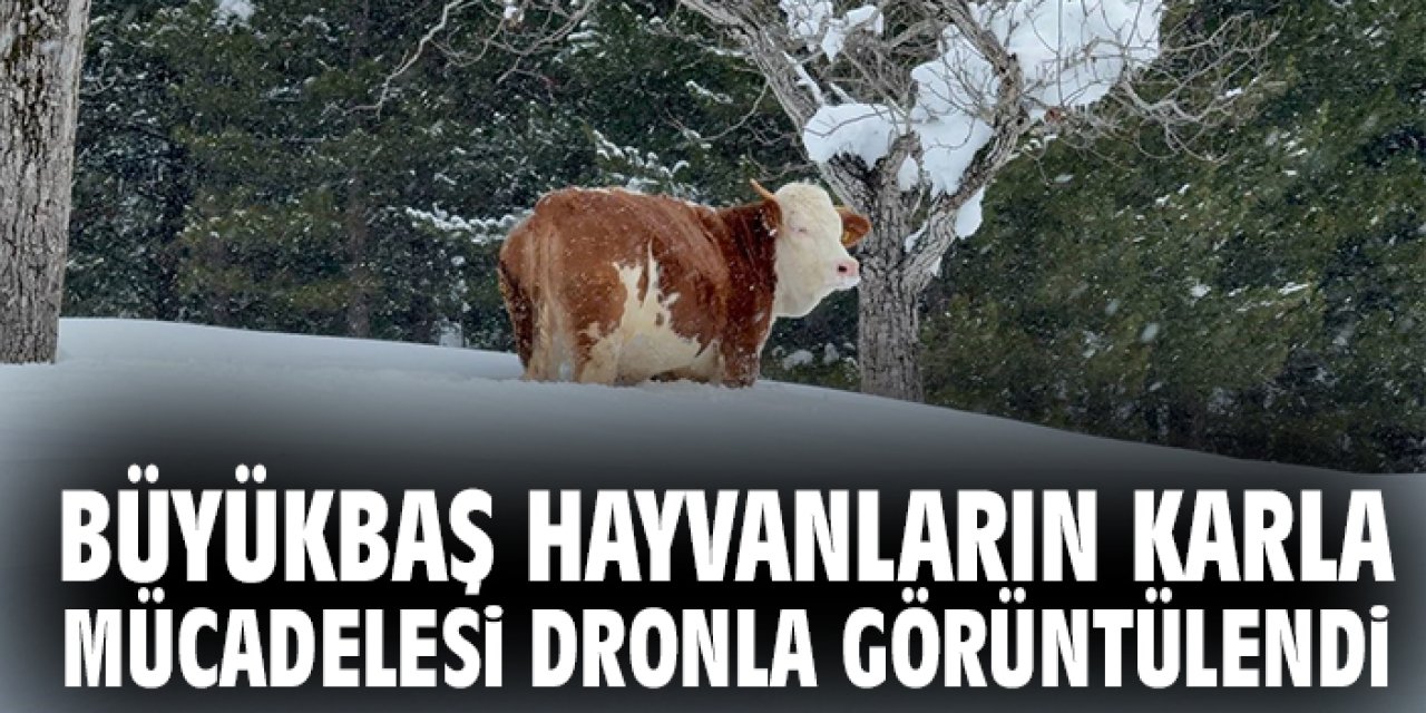 Büyükbaş Hayvanların Karla Mücadelesi Dronla Görüntülendi