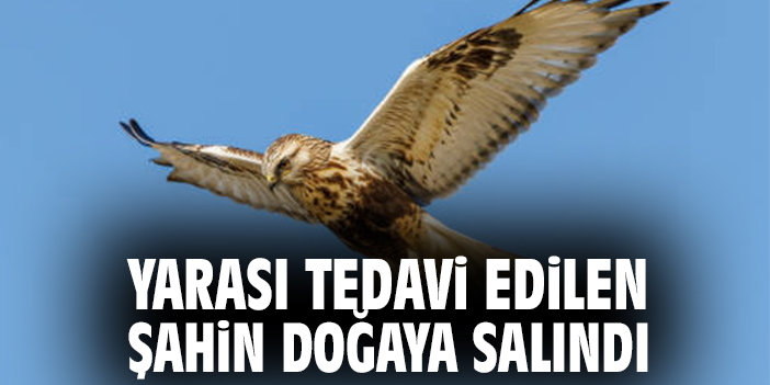 Yarası tedavi edilen şahin doğaya salındı