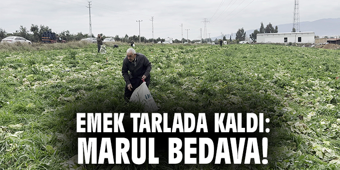 Emek Tarlada Kaldı: Marul Bedava