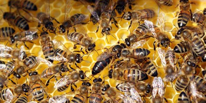 Türkiye'de Toplu Halde Arı Ölümleri! Neden Oluyor?