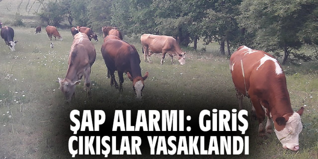 Şap alarmı: Giriş-çıkışlar yasaklandı