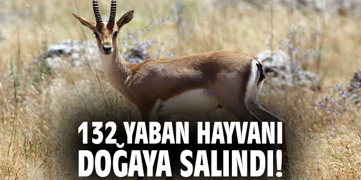 132 yaban hayvanı doğaya salındı!