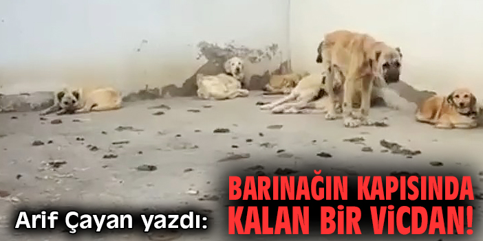 Barınağın kapısında kalan bir vicdan!