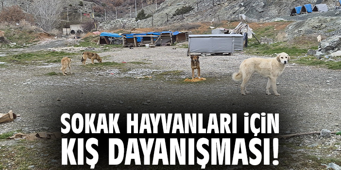 Sokak hayvanları için kış dayanışması!