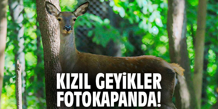Kızıl geyikler fotokapanda!