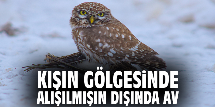 Kışın Gölgesinde Alışılmışın Dışında Av