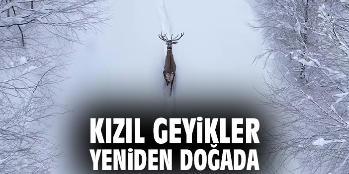 Kızıl Geyikler Yeniden Doğada