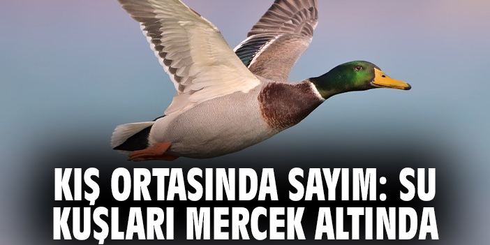 Kış Ortasında Sayım: Su Kuşları Mercek Altında
