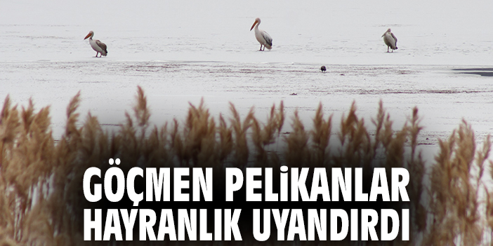 Göçmen pelikanlar hayranlık uyandırdı