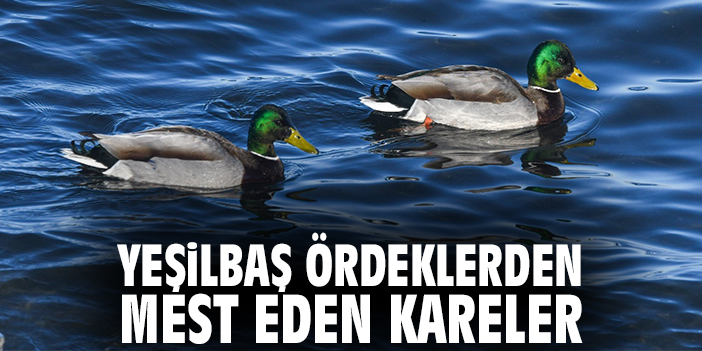 Yeşilbaş ördeklerden mest eden kareler