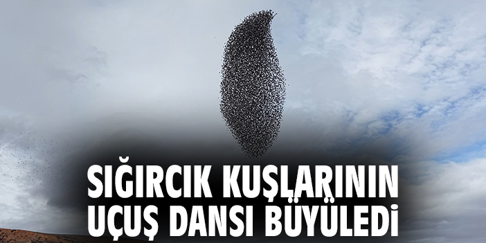 Sığırcık kuşlarının uçuş dansı büyüledi