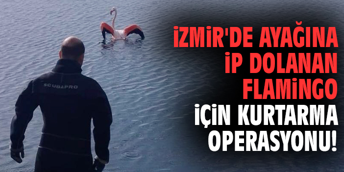 İzmir'de ayağına ip dolanan flamingo için kurtarma operasyonu!