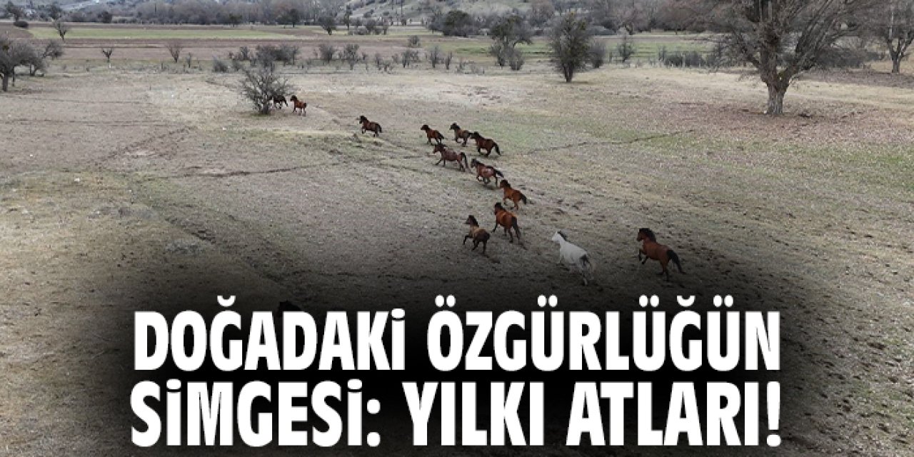 Doğadaki Özgürlüğün Simgesi: Yılkı Atları