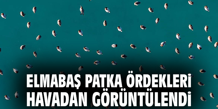 Elmabaş patka ördekleri havadan görüntülendi