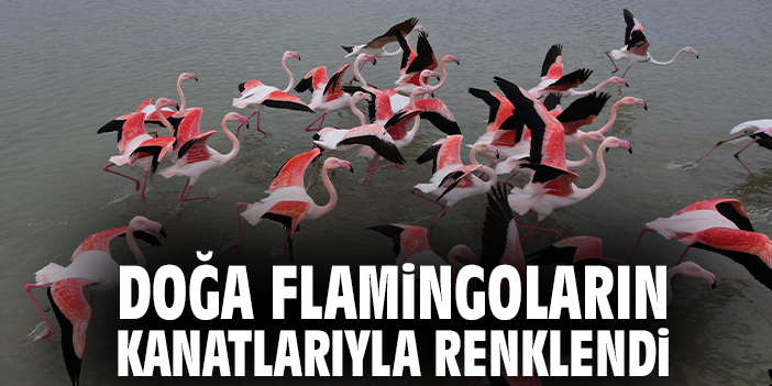 Doğa flamingoların kanatlarıyla renklendi