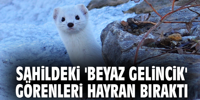 Sahildeki 'Beyaz Gelincik' görenleri hayran bıraktı