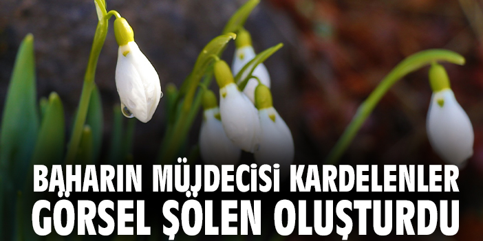 Baharın Müjdecisi Kardelenler Görsel Şölen Oluşturdu