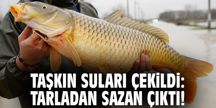 Taşkın suları çekildi: Tarladan sazan çıktı!