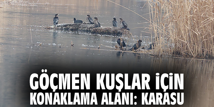 Göçmen kuşlar için konaklama alanı: Karasu