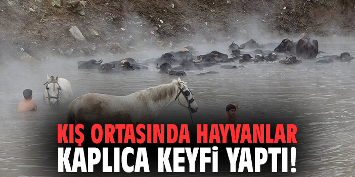 Kış ortasında hayvanlar kaplıca keyfi yaptı